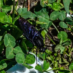 Clubbed Mydas Fly thumbnail 2