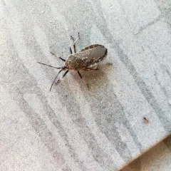 Squash Bug thumbnail 4