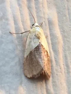 Half-yellow Moth thumbnail 3