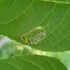 Stigmella juglandifoliella thumbnail 2
