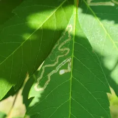 Stigmella intermedia thumbnail 3
