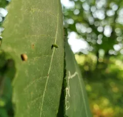 Hickory Urn Gall Midge thumbnail 2