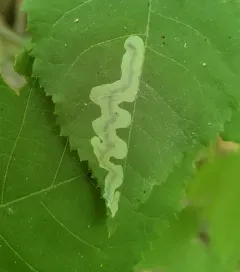 Pecan Leafminer Moth thumbnail 4