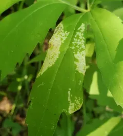 Leucospilapteryx venustella thumbnail 2