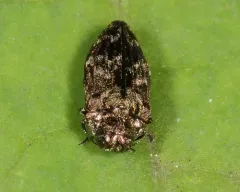 Brachys aeruginosus thumbnail 3