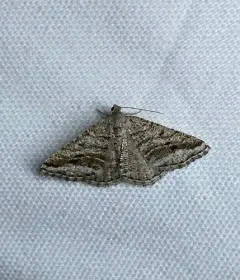 Digrammia nubiculata thumbnail 3