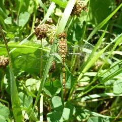 Black Meadowhawk thumbnail 3