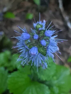 fringed kittentails thumbnail 2