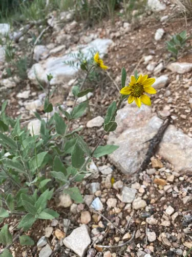 Little Sunflower