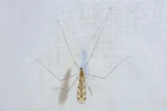 Discobola neoelegans thumbnail 3