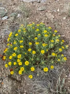 Hispid goldenaster thumbnail 2