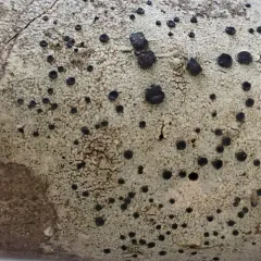 Common Button Lichen thumbnail 3