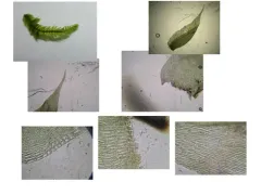 Taxiphyllum deplanatum thumbnail 2