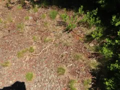 Chewing's Fescue thumbnail 2
