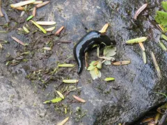 Duck Leech thumbnail 3