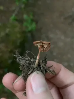 Cabbage Parachute thumbnail 2