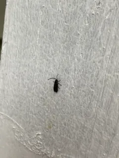 Dotted firefly thumbnail 3