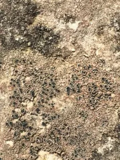 Hymenelia heteromorpha thumbnail 3