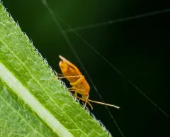 Parapsallus vitellinus thumbnail 1