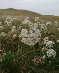 Snowball Sand Verbena thumbnail 4