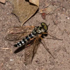 Ornate Snipe Fly thumbnail 4