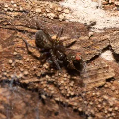 Black Laceweaver thumbnail 2