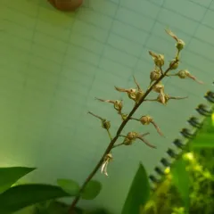 Southern Twayblade thumbnail 3