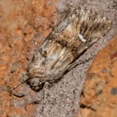 Toadflax Brocade Moth thumbnail 4