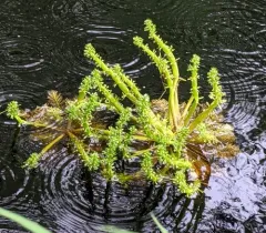 Featherfoil thumbnail 2