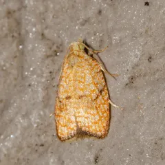 Maple Leaftier Moth thumbnail 4