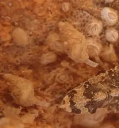 Lunate Dove Shell thumbnail 2