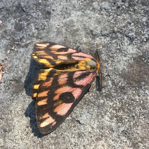 Western Sheep Moth