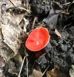 stalked scarlet cup thumbnail 2