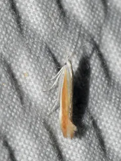 Coleophora kearfottella thumbnail 2