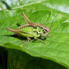 Roesel's Bush-cricket thumbnail 3