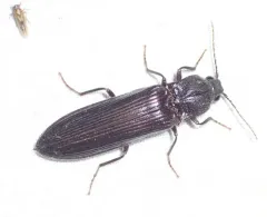 Bipectinate Click Beetle thumbnail 2