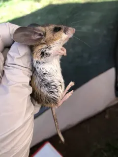 Pinyon Deermouse thumbnail 4