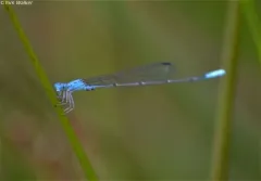 Attenuated Bluet thumbnail 2