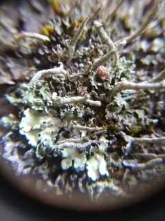 Cylindrical Powderhorn thumbnail 2