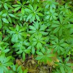 Sweet Woodruff thumbnail 5