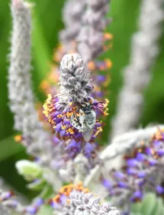 Susanna's Cellophane Bee thumbnail 2