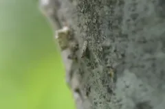 Traginops irroratus thumbnail 1