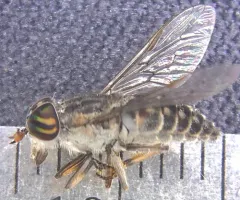 Tabanus pumilus thumbnail 2