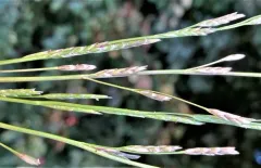 low manna grass thumbnail 4