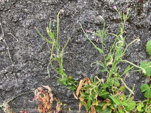 Short-fruited Willowherb