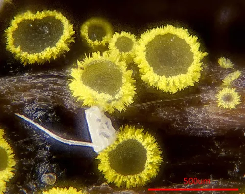 Amicodisca virella