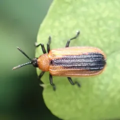 Locust Leafminer thumbnail 2