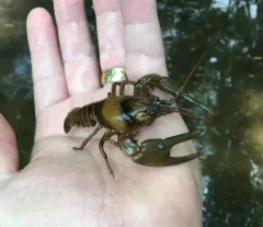 Golden Crayfish thumbnail 1