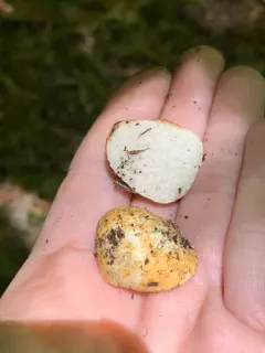 Leucogaster citrinus thumbnail 2