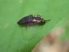 Disk-shaped Click Beetle thumbnail 2